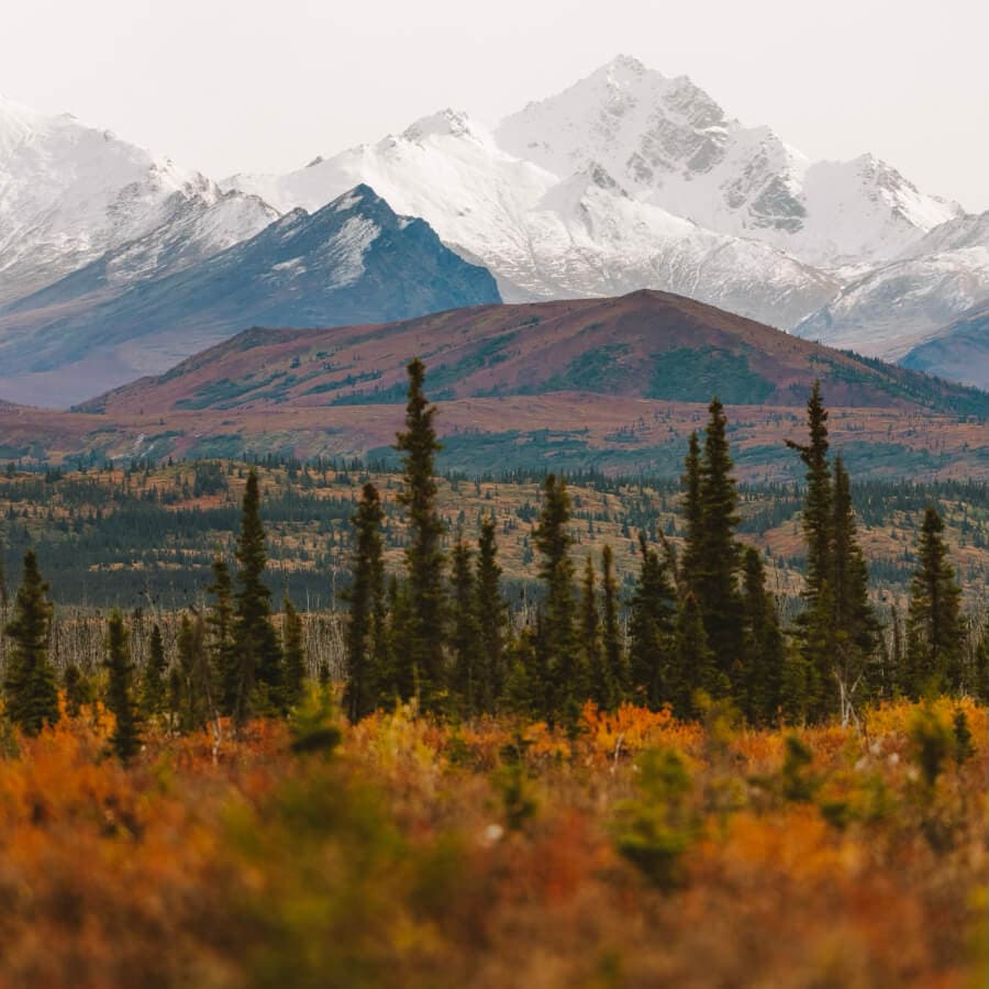 A scenic view of snow-capped mountains rising above colorful autumn foliage and evergreen trees.